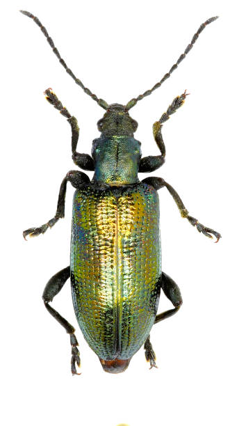 istock Reed beetle on white Background  -  Plateumaris sericea  (Linnaeus, 1761) 683081522