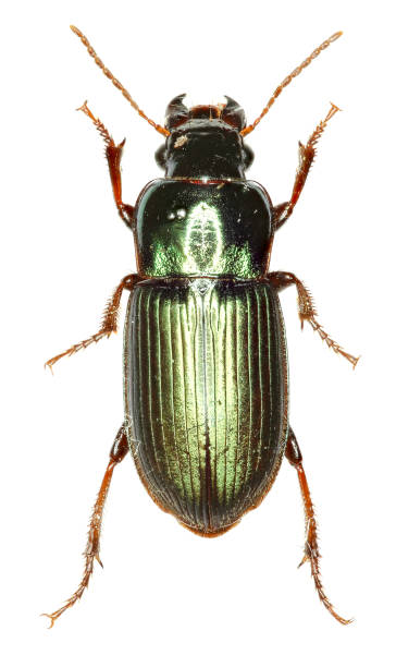 istock Green Ground Beetle Harpalus on white Background  -  Harpalus affinis (Schrank 1781) 683081564