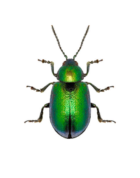 istock Green Dock Beetle on white Background  -  Gastrophysa viridula (DeGeer, 1775) 683081588