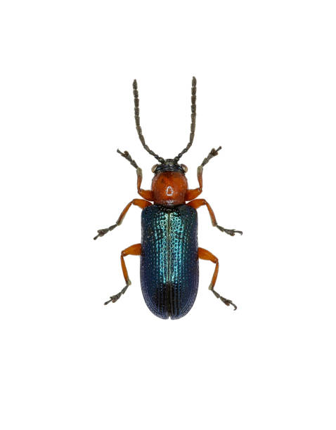 istock The Cereal Leaf Beetle on white Background  -  Oulema melanopus  (Linnaeus, 1758) 683081612
