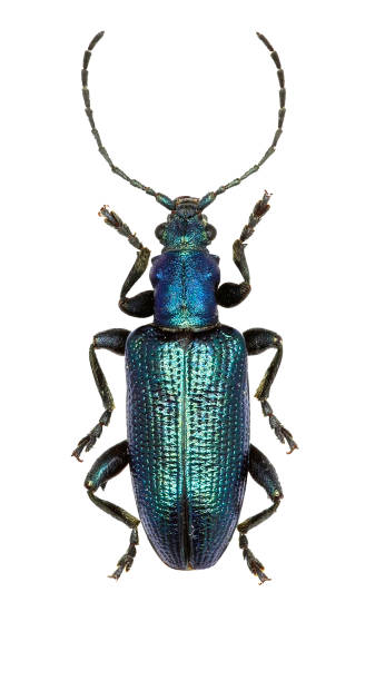 istock Reed beetle on white Background  -  Plateumaris sericea  (Linnaeus, 1761) 683081632