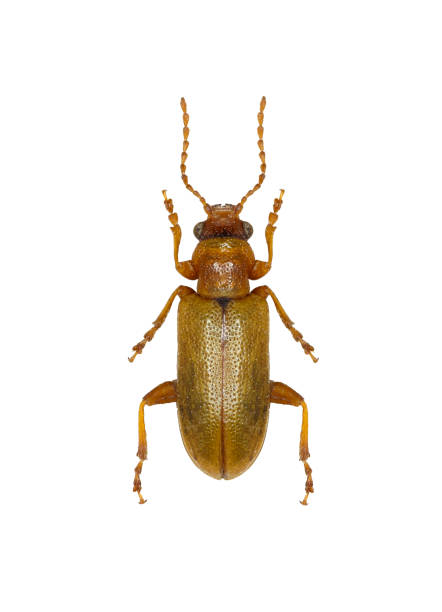Leaf Beetle Orsodacne on white Background  -  Orsodacne cerasi (Linnaeus, 1758)