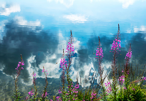 Nature background. Alpine pink flowers and reflection of clouds in the water