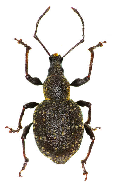 istock Armadillo Vine Weevil on white Background  -  Otiorhynchus armadillo (Rossi, 1792) 683083940