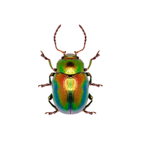 istock Dead-nettle Leaf Beetle on white Background  -  Chrysolina fastuosa (Scopoli, 1763) 683084078