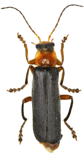 istock Soldier Beetle on white Background  -  Cantharis pellucida (Fabricius, 1792) 683084112