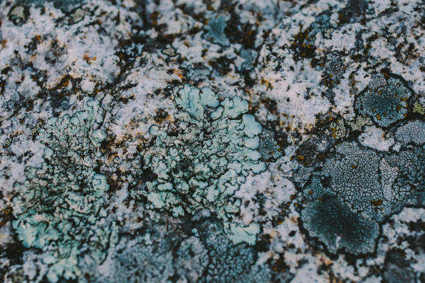 istock Rock, lichen and moss texture and background. Mossy stone background. Abstract texture and background for designers. Mossy stone texture. Closeup view of lichen and moss. 683084158