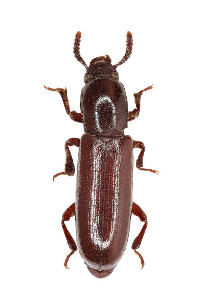 istock Darkling Beetle Corticeus on white Background  - Corticeus unicolor  (Piller & Mitterpacher 1783) 683084230