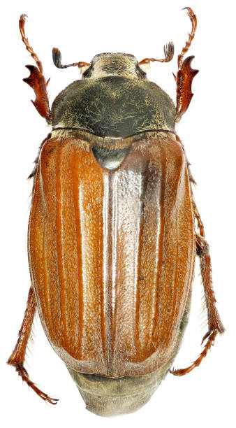 istock European cockchafer on white Background  -  Melolontha melolontha  (Linnaeus, 1758) 683084474