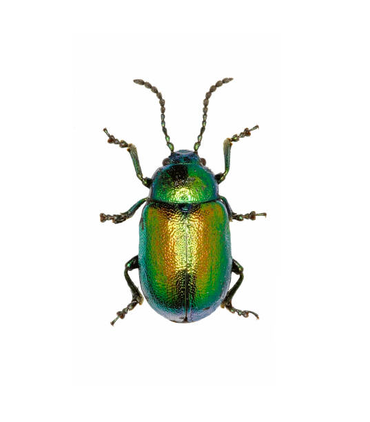 istock Green Dock Beetle on white Background  -  Gastrophysa viridula (DeGeer, 1775) 683084500