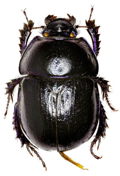 istock Forest Dung Beetle on white Background  -  Anoplotrupes stercorosus (Scriba 1791) 683084598
