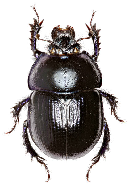 Forest Dung Beetle on white Background  -  Anoplotrupes stercorosus (Scriba 1791)