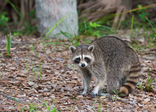 Raccoon standing on forest litter in middle of field in county park in Florida stock photo
