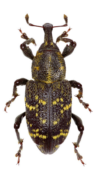 istock Large Pine Weevil on white Background  -  Hylobius abietis (Linnaeus, 1758) 683084724