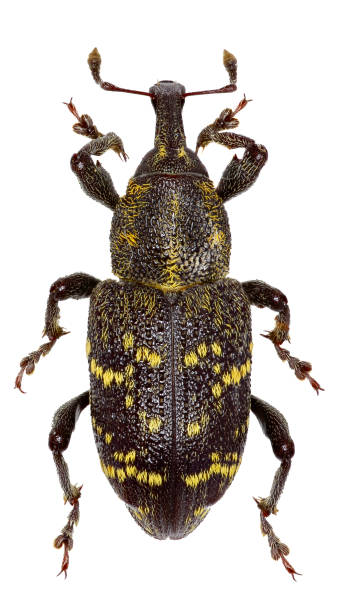 Large Pine Weevil on white Background  -  Hylobius abietis (Linnaeus, 1758) Large Pine Weevil on white Background  -  Hylobius abietis (Linnaeus, 1758) pine weevil hylobius abietis stock pictures, royalty-free photos & images