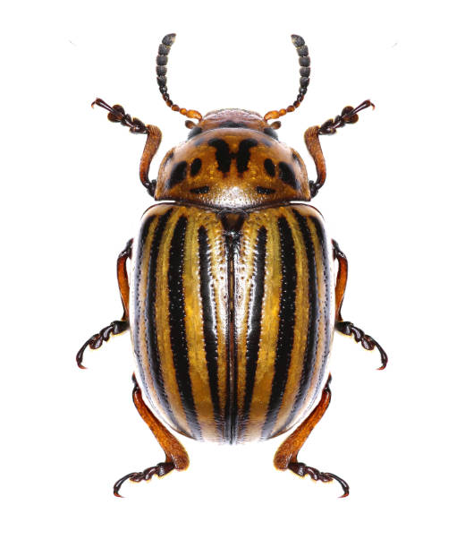 istock Potato beetle on white Background  -  Leptinotarsa decemlineata (Say 1824) 683084810