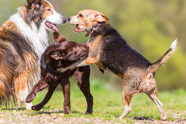 istock Labrador puppy and Beagle playing outdoors 683087026