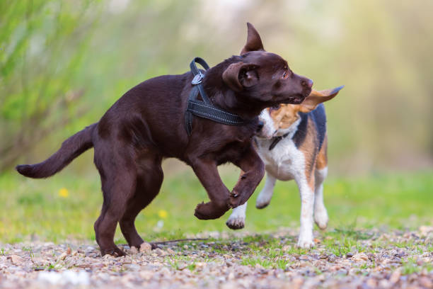 istock Labrador puppy and Beagle playing together 683087040