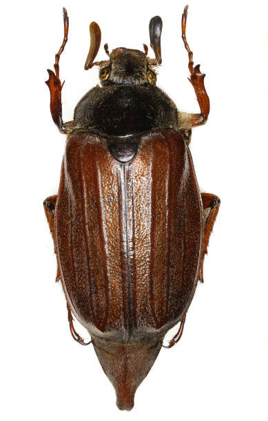 istock European cockchafer on white Background  -  Melolontha melolontha  (Linnaeus, 1758) 683087066