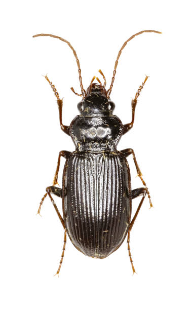 istock European Gazelle Beetle on white Background  -  Nebria brevicollis (Fabricius, 1792) 683087134