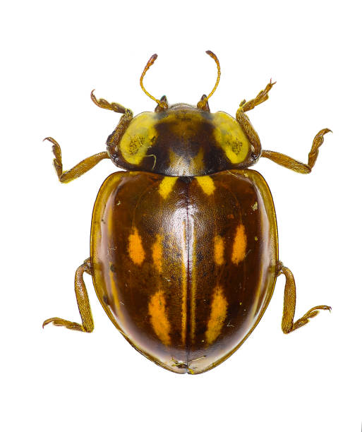 istock Striped Ladybird on white Background  - Myzia oblongoguttata (Linnaeus, 1758) 683087136