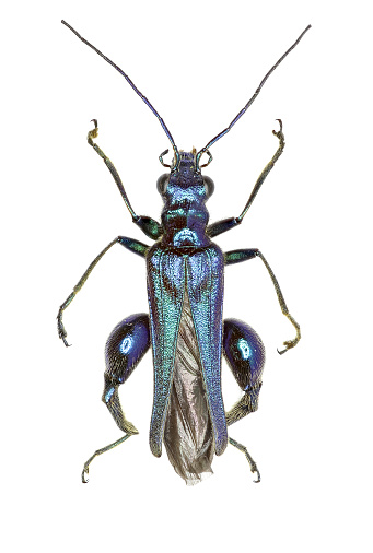 Swollen-Thighed Beetle on white Background  -  Oedemera nobilis  (Scopoli, 1763)