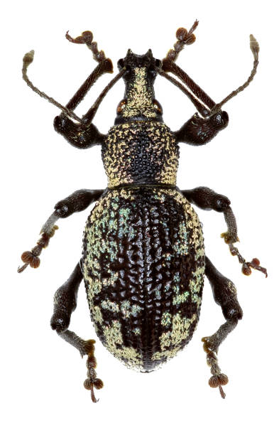 istock Weevil Otiorhynchus corruptor on white Background  -  Otiorhynchus corruptor (Host, 1789) 683087292