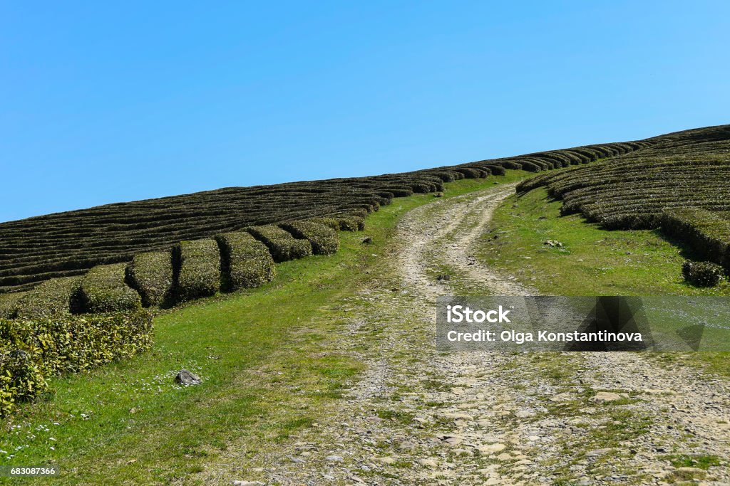 Green Tea Plantation - Royalty-free Agricultura Foto de stock