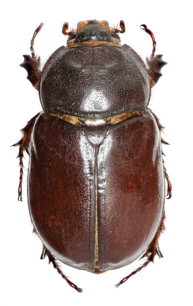 istock European rhinoceros beetle on white Background - Oryctes nasicornis  (Linnaeus, 1758) 683087394