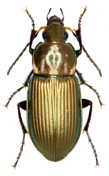Ground Beetle Poecilus on white Background  - Poecilus cupreus (Linnaeus, 1758)