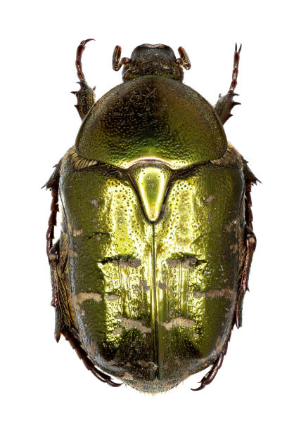 istock Chafer Beetle Protaetia on white Background  -  Protaetia metallica (Herbst, 1782) 683087480