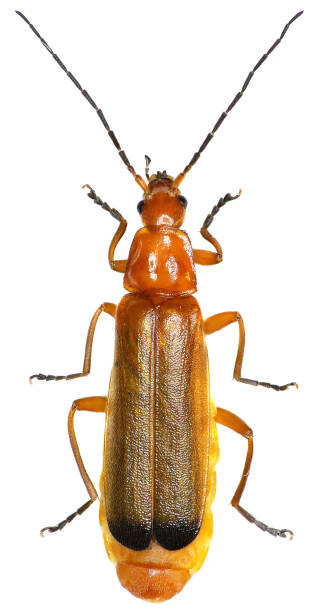 istock Red Soldier Beetle on white Background  -  Rhagonycha fulva (Scopoli, 1763) 683087508