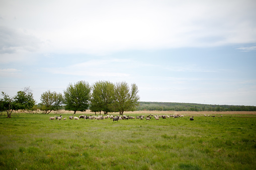 Flock of sheep graze in the meadow.
