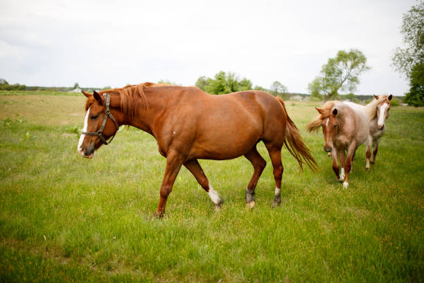 istock Family horses on a green meadow 683090570