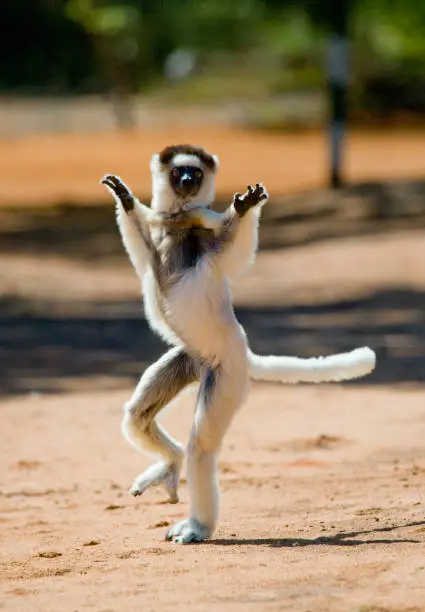 Dancing Sifaka is on the ground. Funny picture. Madagascar. An excellent illustration.