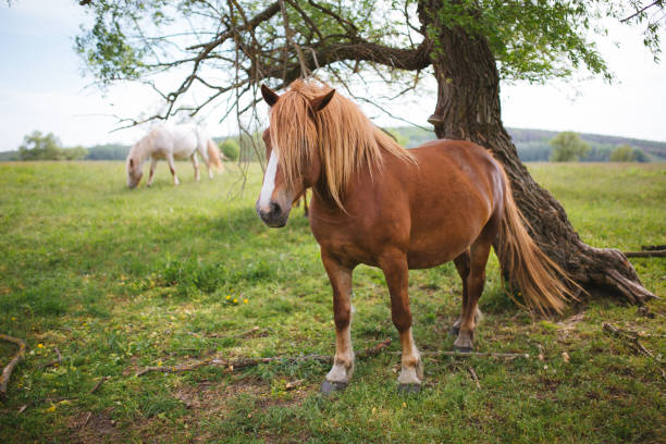 istock Brown horse on a green meadow 683091440