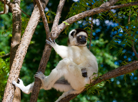 Dancing Sifaka sitting on a tree. Madagascar. An excellent illustration.