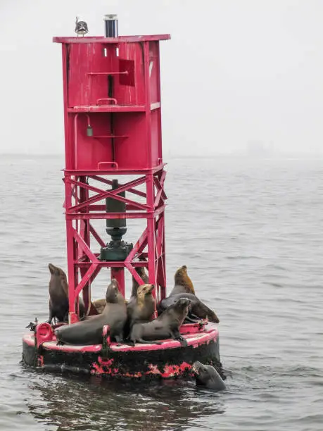 Sea lions resting on a red buoy in Oxnard, CA