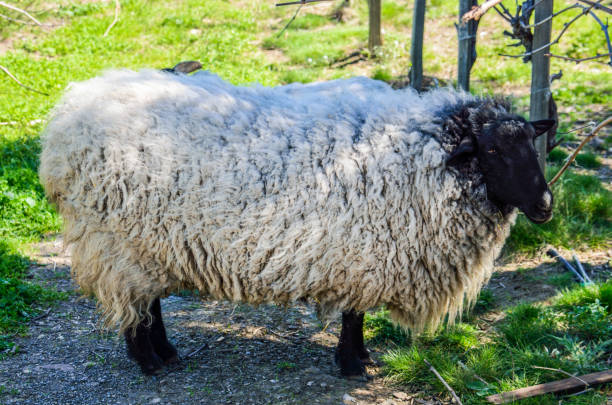 istock Side view of one large sheep with black dark face in shade by grass in field 683094608