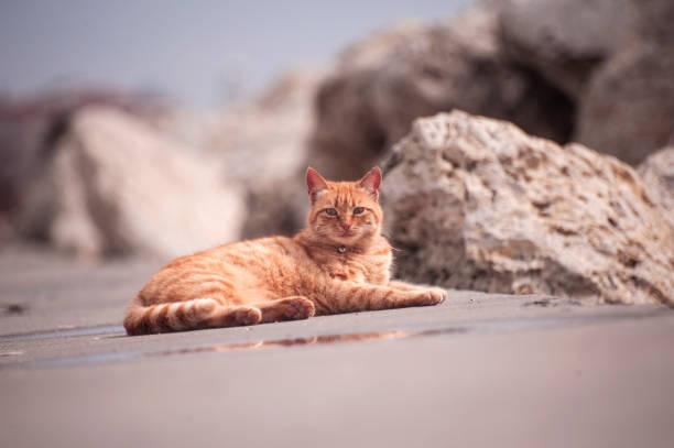 istock Portrait of a Cat 683097112