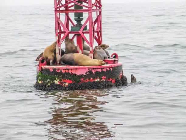 Sea lions resting on a red buoy in Oxnard, CA