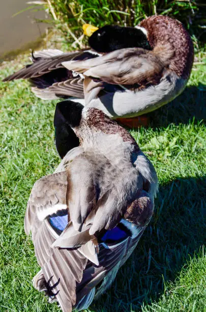 Closeup of two geese sleeping and grooming on grass with blue plumage feathers