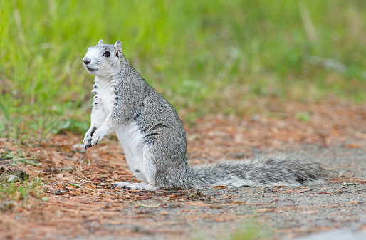 Endangered Delmarva Peninsular Fox Squirrel on green grass