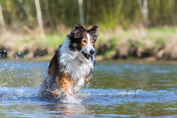 istock Collie mix dog running in the river 683098452