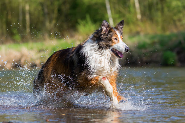 istock Collie mix dog running in the river 683098460