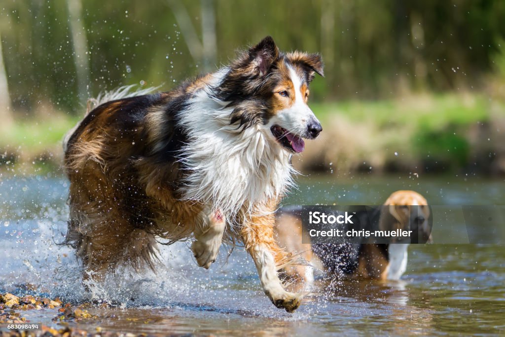 Collie mix and a Beagle at the river - Royalty-free Alegria Foto de stock