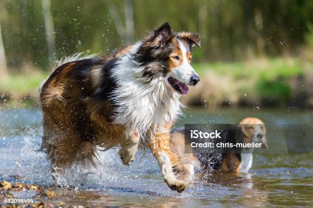 Collie Mix And A Beagle At The River - Fotografias de stock e mais imagens de Alegria - Alegria, Alemanha, Animal