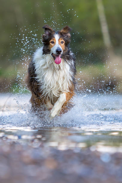 istock Collie mix dog running in the river 683098670