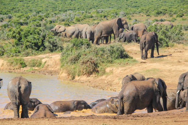 Group of elephants in South Africa drinking and washing in South Africa