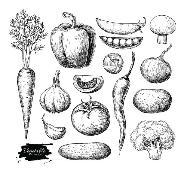 ilustraciones, imágenes clip art, dibujos animados e iconos de stock de conjunto de vector dibujado a mano vegetal. aislado vegatarian grabado st - grabado al aguafuerte